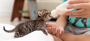 Newborn Kitten Puppy