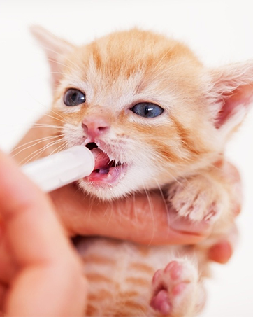 Newborn Kitten Puppy