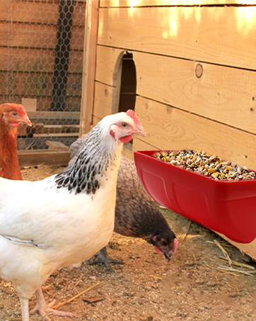 Hanging Chicken Feeder Trough